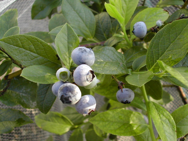 Blueberries June 2004