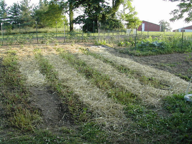 Strawberry bed after renovation