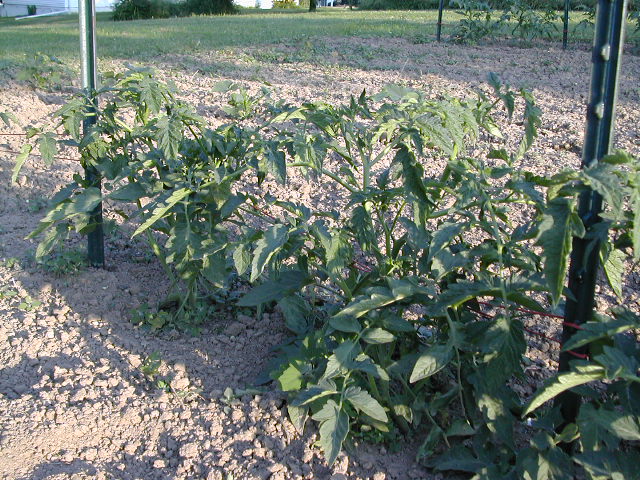 Siberia Tomatoes - June 2004