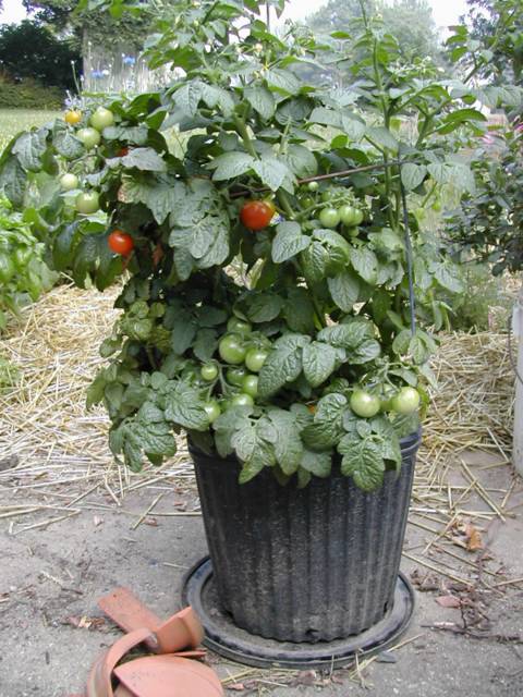 Tiny Tim Tomatoes in 3 gal pot - July 2, 2004