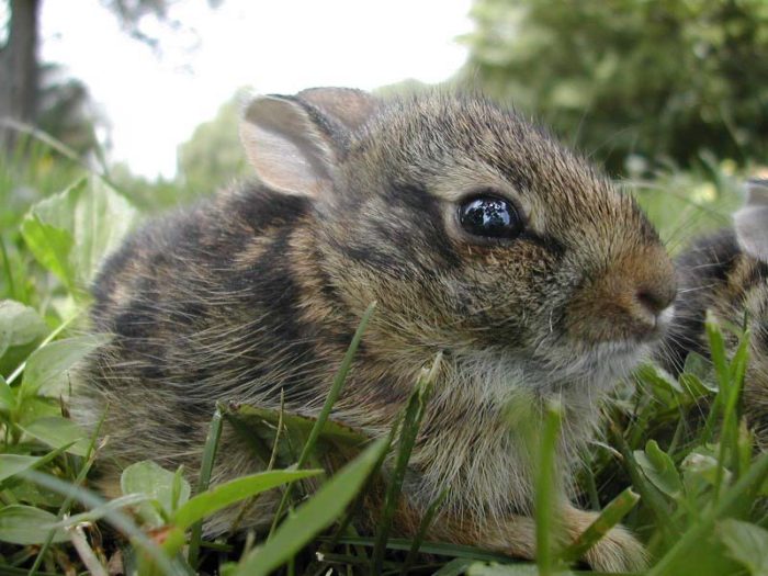 Eastern Cottontail rabbit aprox 23 days old