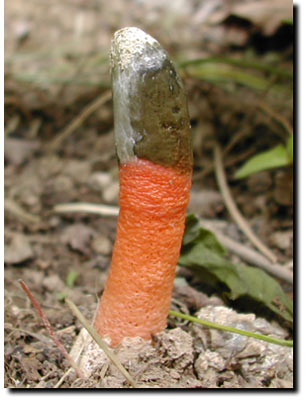 How Do You Get Rid Of Stinkhorn Fungus Thinkervine