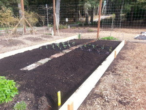 First Planting - Broccoli, Kale and Swiss Chard