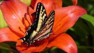 Western Tiger Swallowtail (Papilio rutulus) on Lily