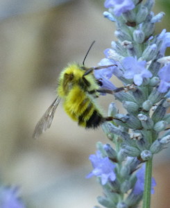 Yellow Fronted Bumble Bee (Bombus flavifrons) on lavender