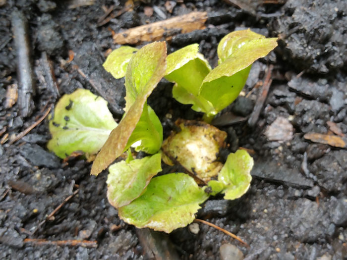Lettuce Sprouts emerging from root of plant harvested two weeks ago.