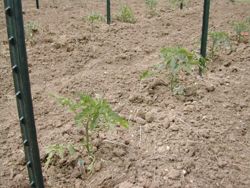 Newly planted tomatoes