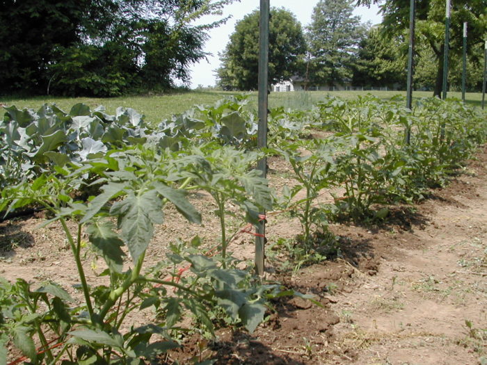 Tomatoes ready for the second round of tying.