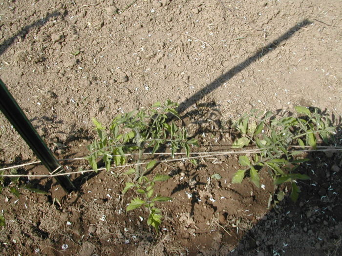 Tomatoes after the first round of tying.