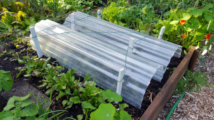 Fiberglass roofing panel used as a mini greenhouse