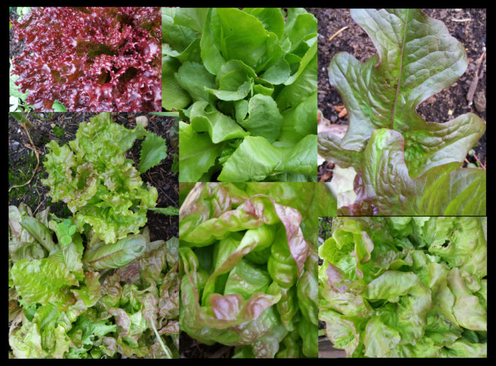 2016 Lettuce Assortment