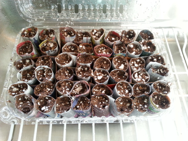 Step 4. Place soil fillled cups in container and water.