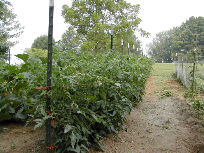 Tomatoes being trellised with the post and twine method - aka The Florida Weave
